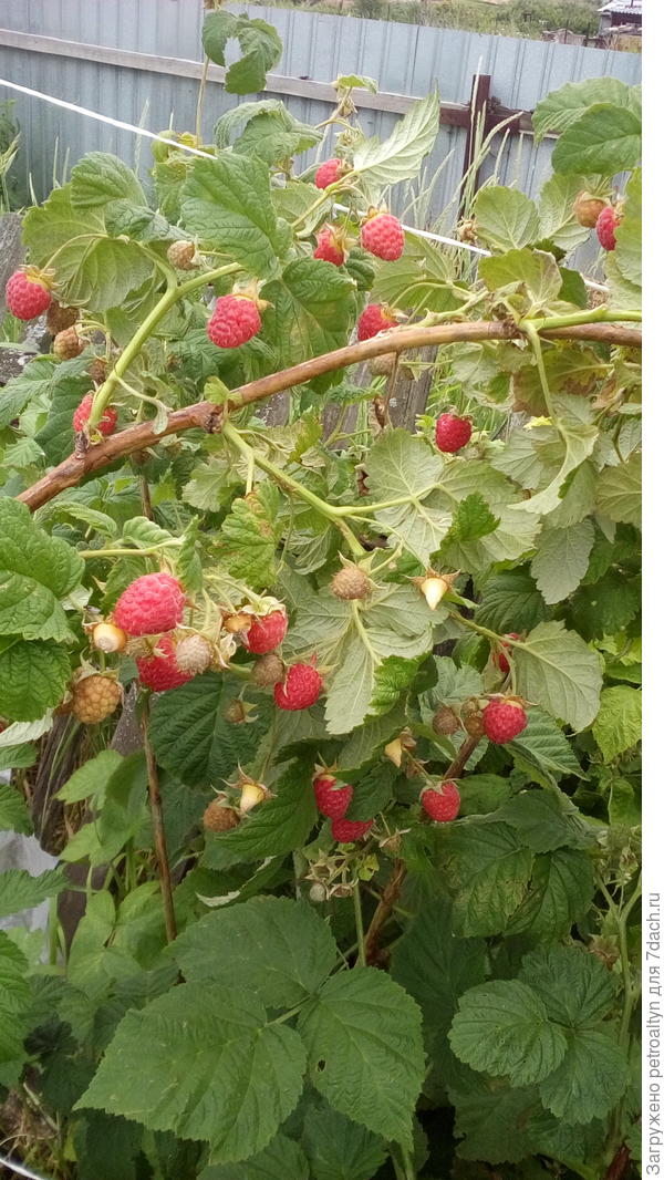 вот она и малинка