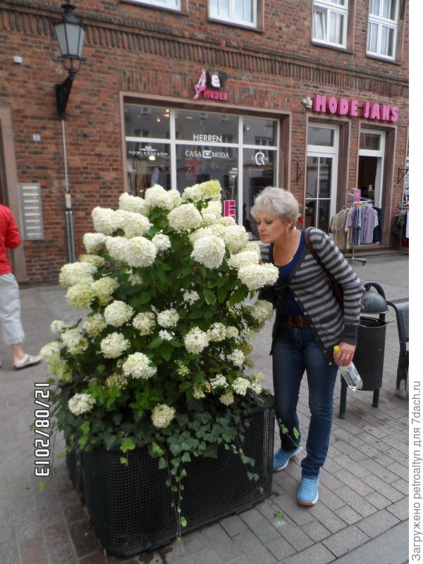 куст гортензии на площади. Германия, Висмар