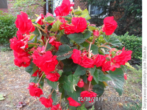 шикарный куст бегонии