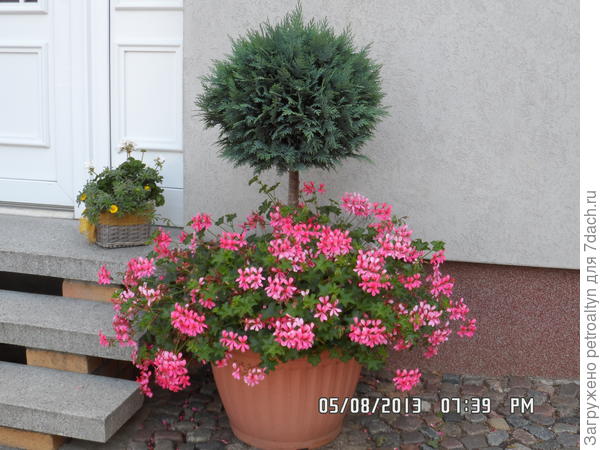 дома без заборов, у входа милый топиарий