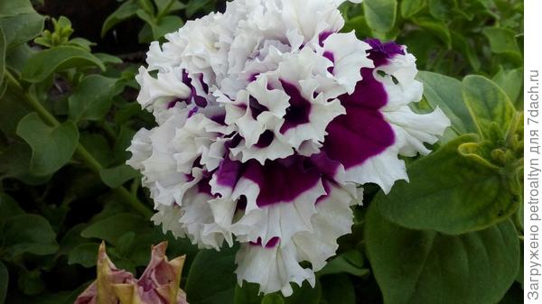 махровая девочка.