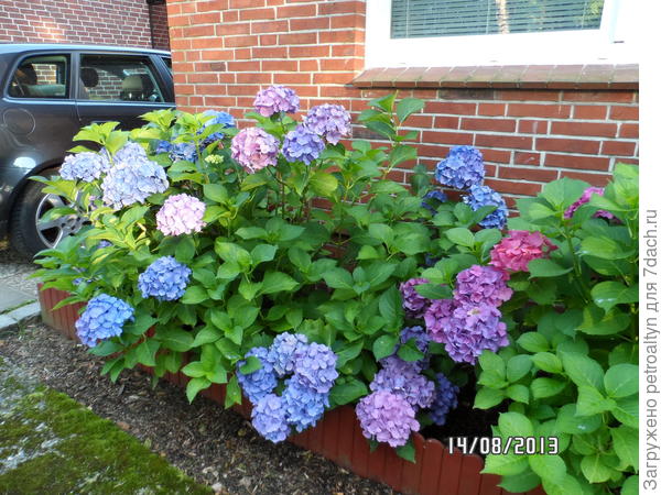 гортензии у дома. Германия