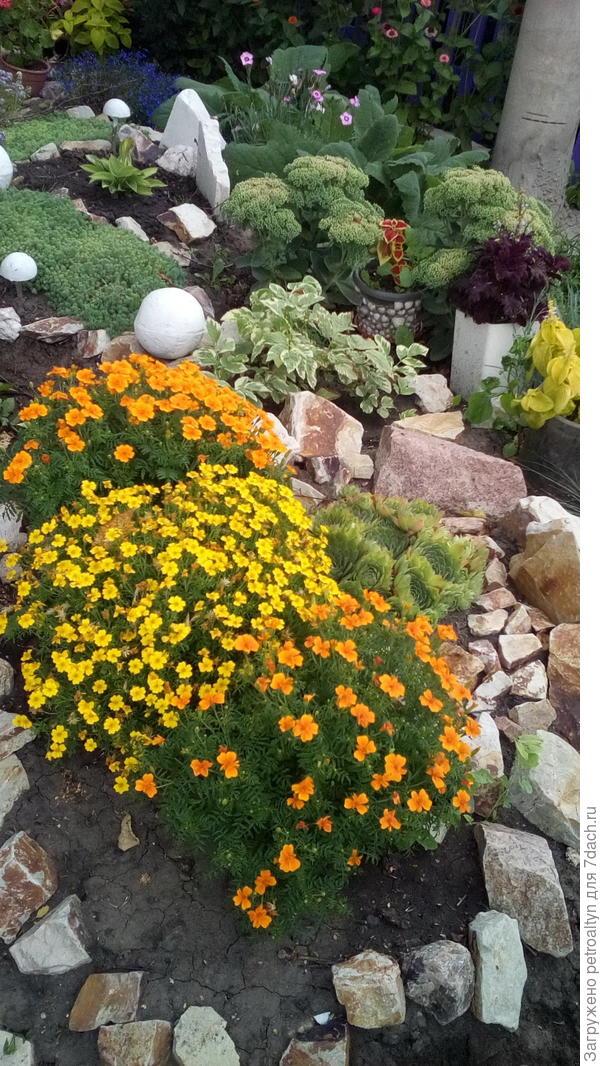 тагеттес тонколистый