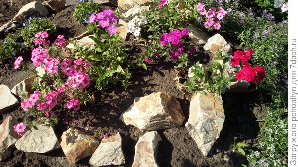 флокс Друмонда пошел