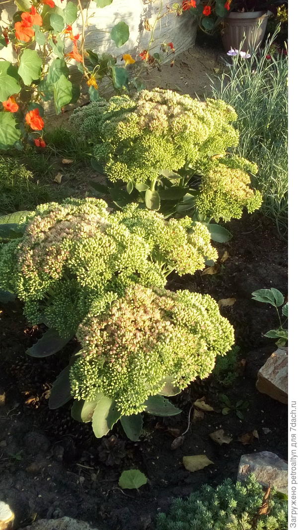 очиток видный