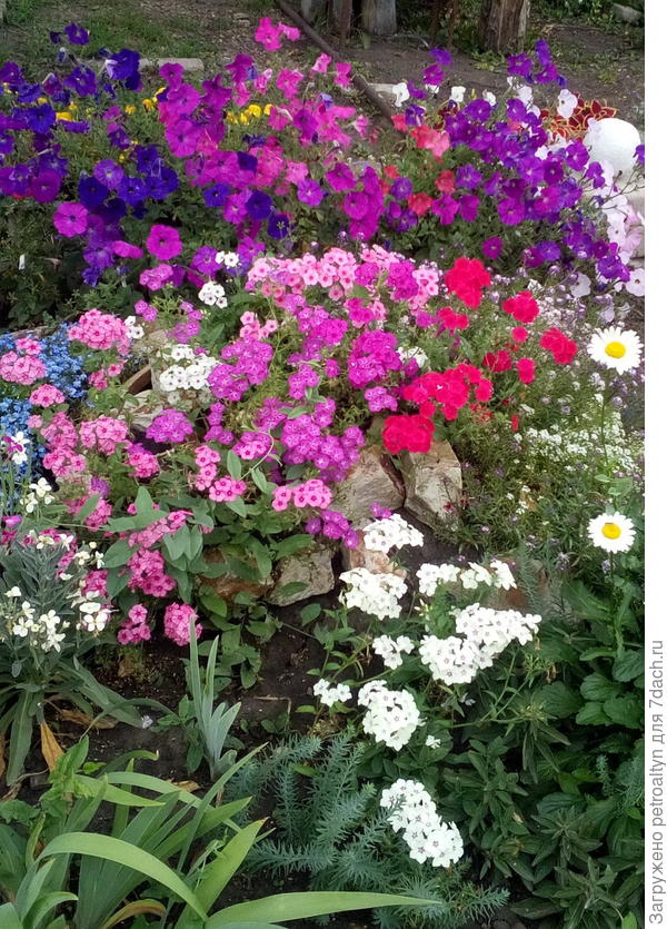 петунии и флоксы вырвались из под контроля