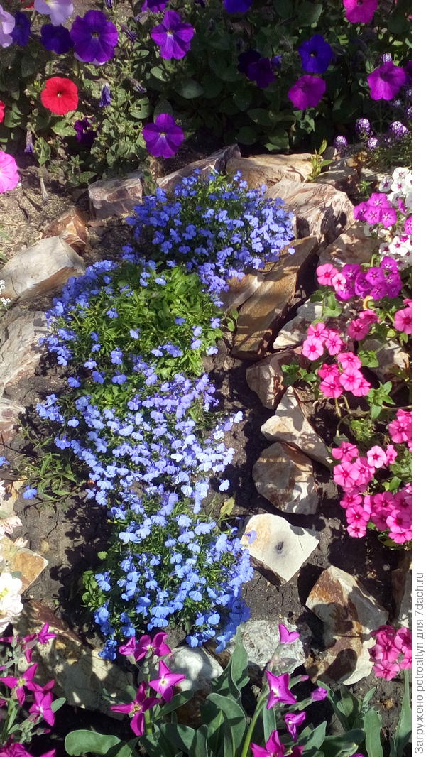 лобелии еще