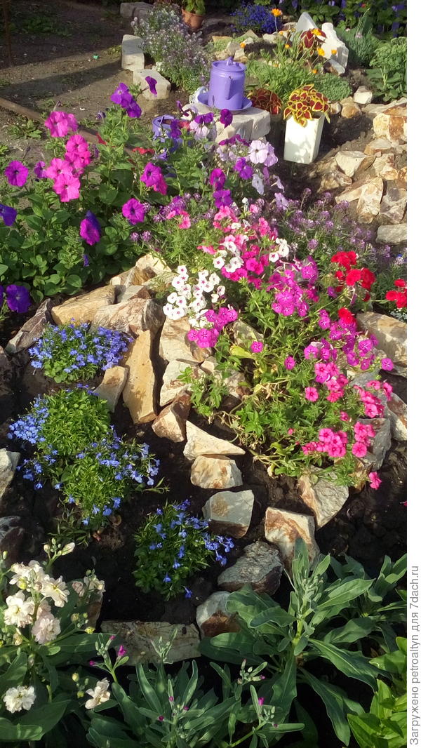 петунии подсадила туда потому, что надо было куда то пристраивать остатки рассады