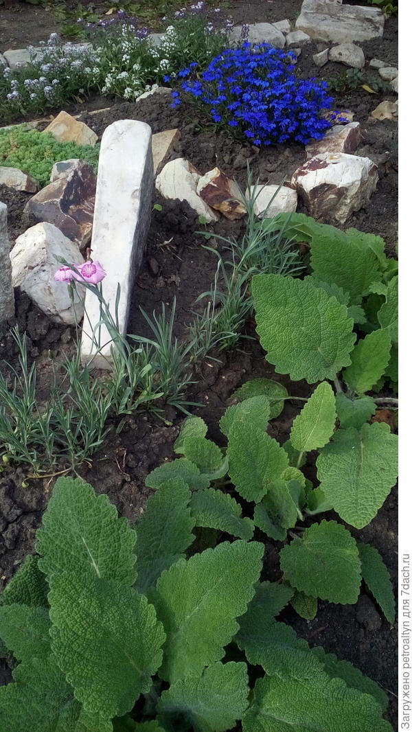 шалфей вознесенский. так и не зацвел в этот год. но листья отменные