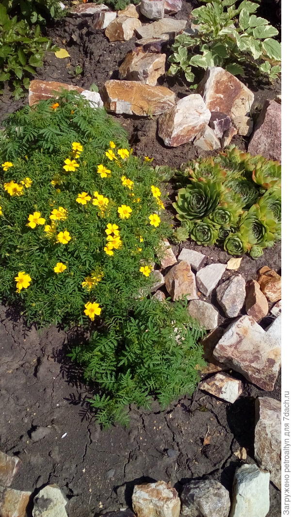 здесь более спокойное семейство