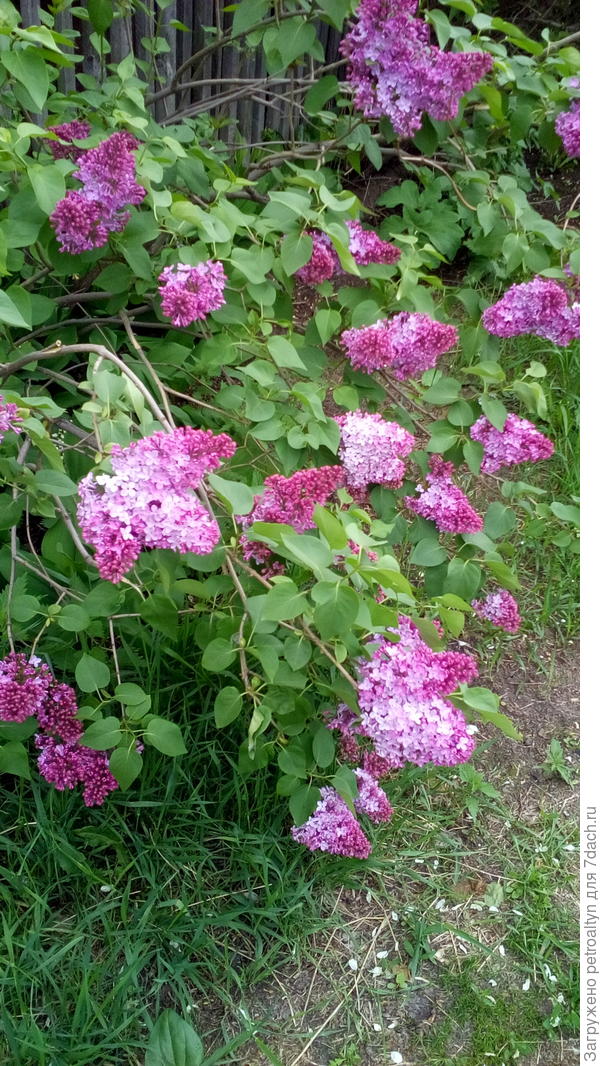 в мае цветет сирень!