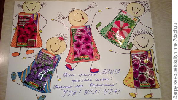 мои радостные петуньки!!!
