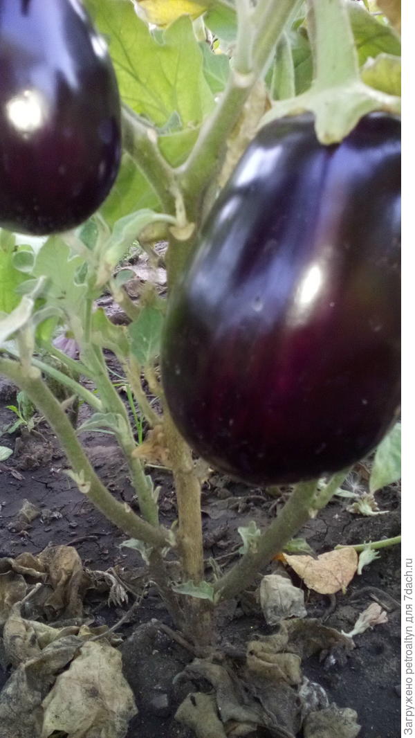 вот она, Клоринда.