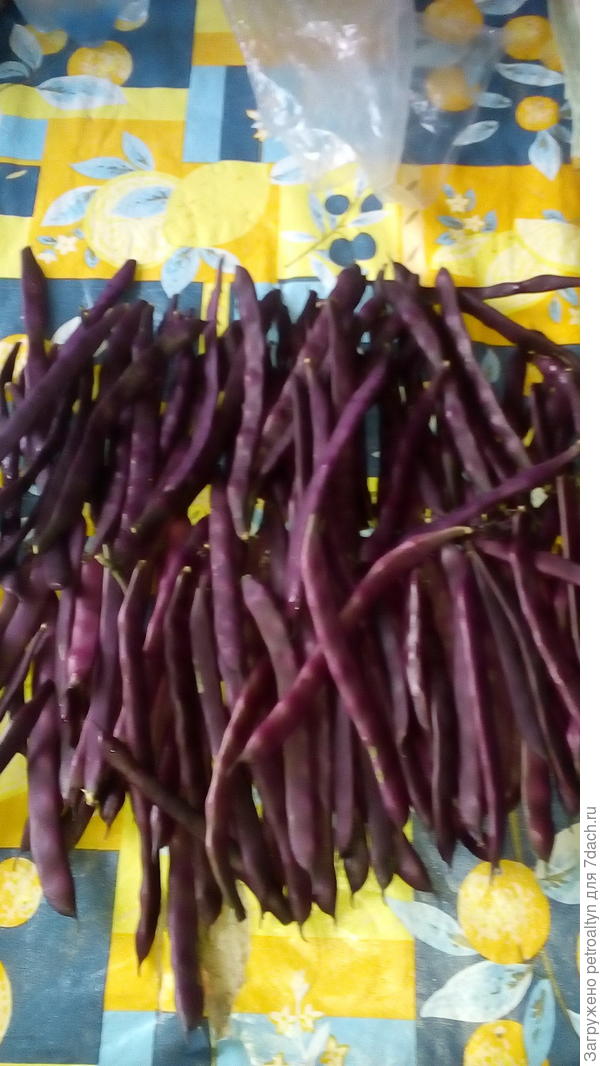 вот такой сорт фасоли спаржевой. При отваривании она становится темно-зеленой