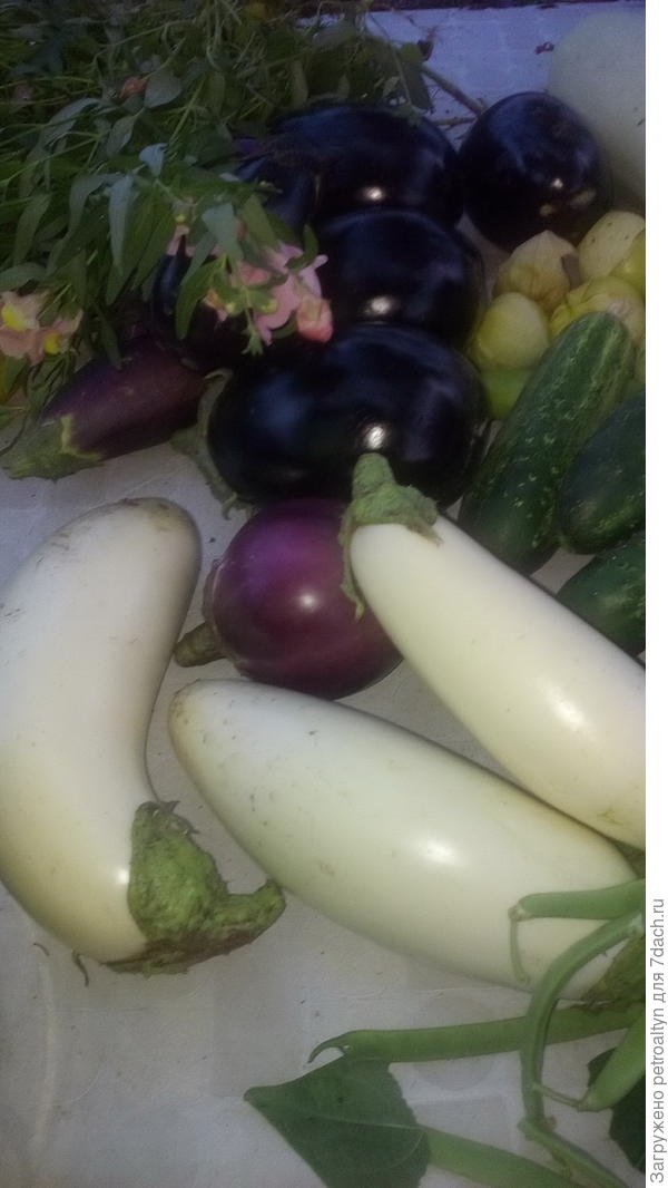 баклажаны белые и синенькие