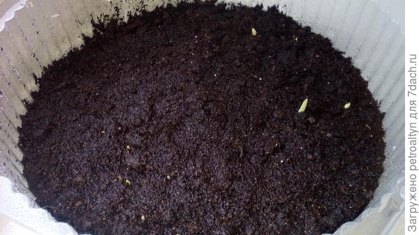 Здесь, если приглядеться штук десять носиков уже показалось. Так то, мне  вживую лучше видно