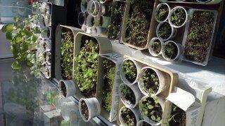 это мааленькая часть прошлогоднего подоконника