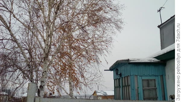 а наши две березки приветливо качают веточками, ждут нас!