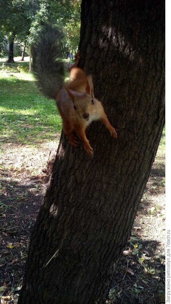 парковые белки ручныые