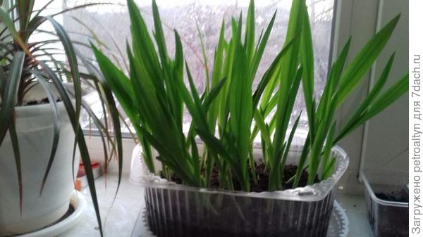 это вот сегодня, 19 марта. Уже стали падать стебелечки, на днях буду укреплять палочками и подвязками.