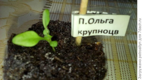 фото №7 Всходы. Появление настоящего листа