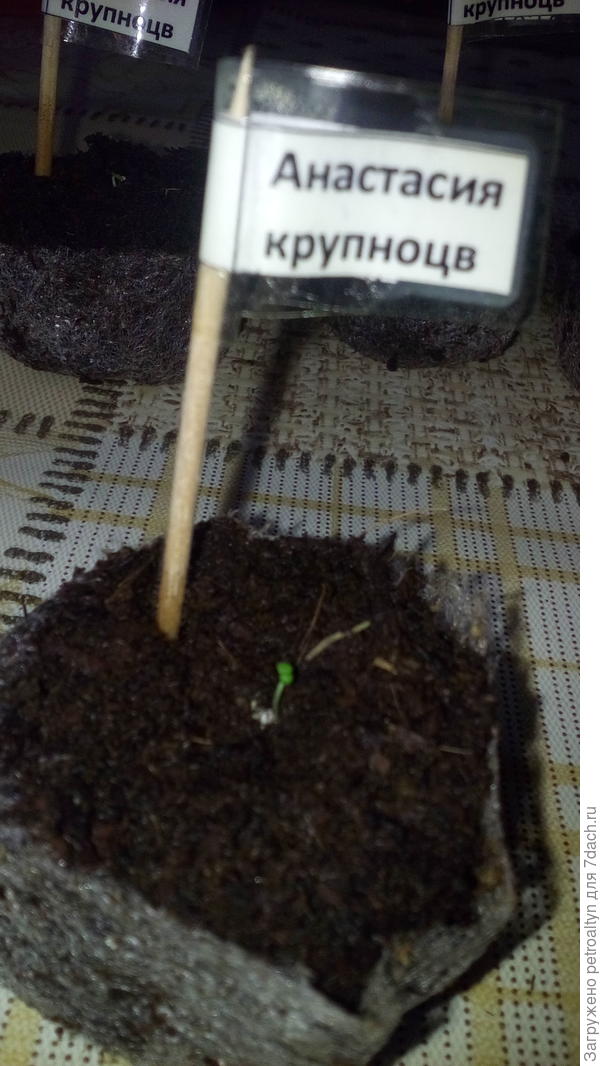 фото №6 Всходы