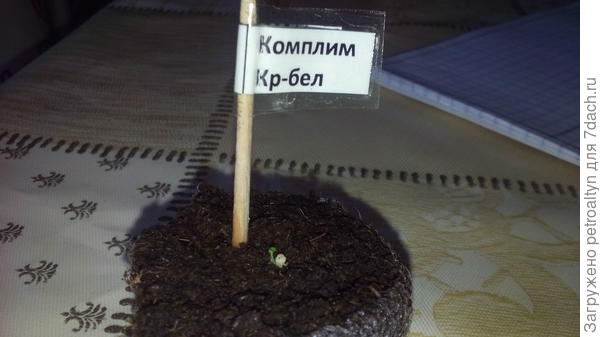 фото №6 Всходы