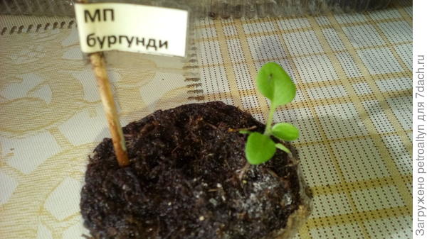 фото №7 настоящий лист у МП бургунди