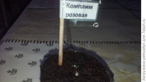 фото №4 Всходы