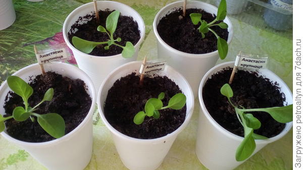 фото пересаженные петунии Анастасия 24 марта