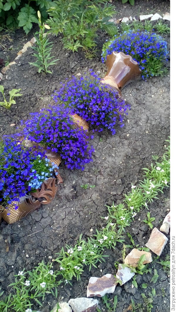 решила тоже фоточку своей любимицы приклеить здесь. Лобелия &quot;разбитая ваза&quot;
