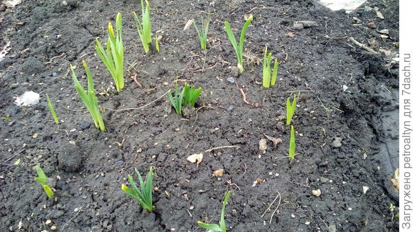 вот дата съемки - 16 апреля 2016 Нарциссы.