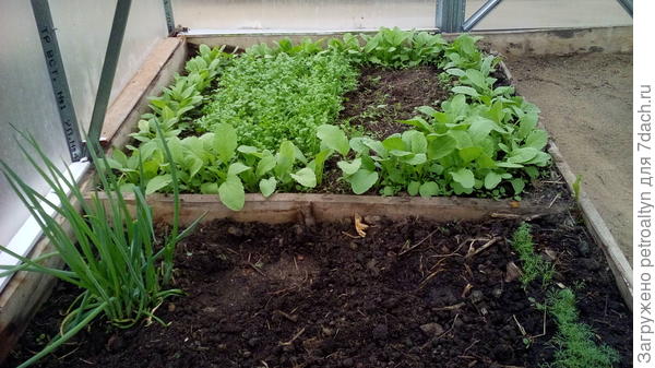 редиска, уже второй посев. и кресс-салат, наполовину съеден), лучок, укроп.