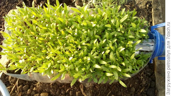 алисум (лобулярия) ждет своего часа на высадку