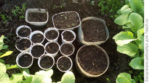 вот, опять же, в теплице - посеяла кабачки, ипомею, капусту позднюю, цветок - малопу(?)