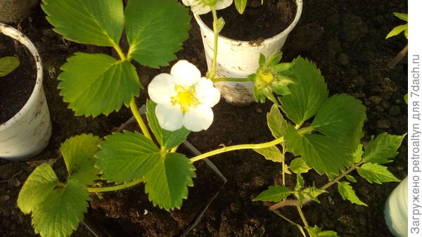 клубничка ждет, когда можно в ОГ?