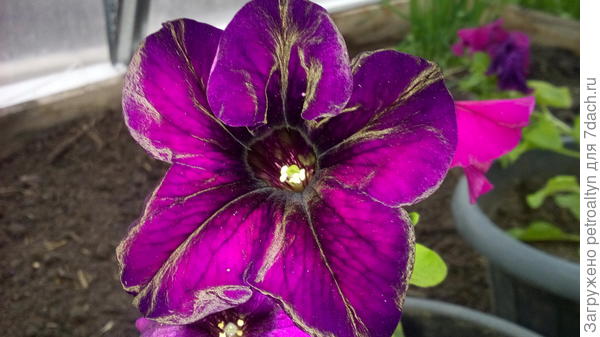 бархатная, с темными прожилками, тоже бархатными, это в начале раскрытия цветка