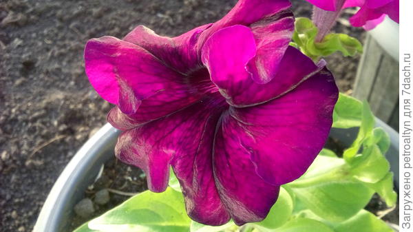 потом чуть светлее, полоски бледнеют