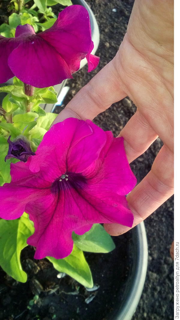 диаметр цветка соответствует заявленному. Большой!