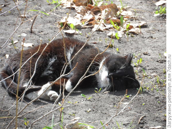 вот этот уличный спал как убитый, специально стояла смотрела, может отреагирует, все же фоткаю) но он, видимо уработался, да и солнышко припекало дюже хорошо!