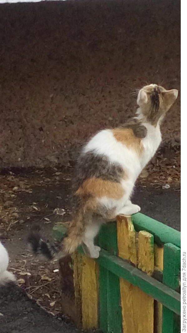 уличная кошечка заглядывает на балкон к доброй бабушке, которая, видимо ее кормит