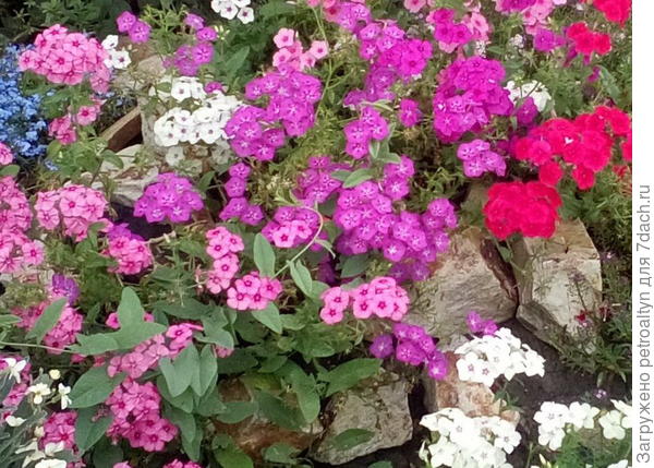 смесь и тоже много пестроты. надо или рассаживать не так кучно или мешать с зеленью