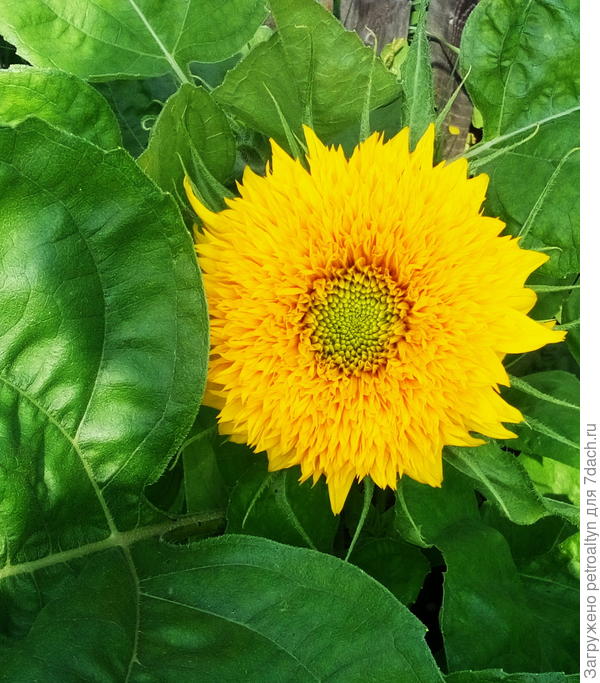 а это прошлогодний, &quot;тэддик&quot;