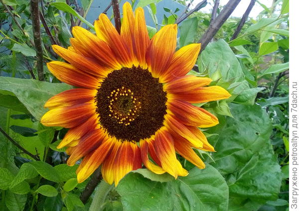 Вот он мой красавец! Как будто кисточкой вручную лепестки раскрашивали!