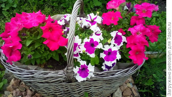 мои петунии &quot;тестики&quot;