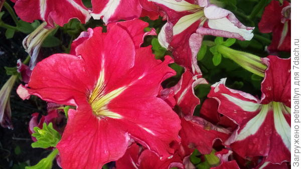 Комплиментуния красно-белая. 17 июля.