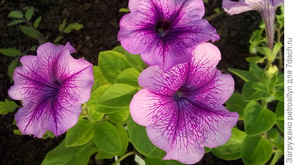 Петуния Варвара краса. фото 17 мая.
