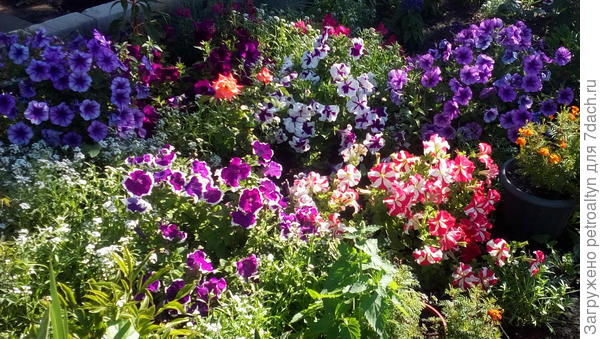 Петунии Варвара краса два кустика, Петуния Марко Поло бургунди, Петуния Ольга, Петуния Анастасия, Комплиментуния розовая, Комплиментуния красно-белая.