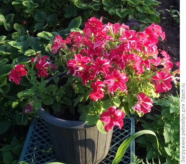 Комплиментуния красно-белая, фото 10 июля