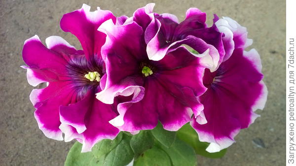 Петуния Ольга крупноцветковая, перед пересадкой на постоянное место. фото 17 мая